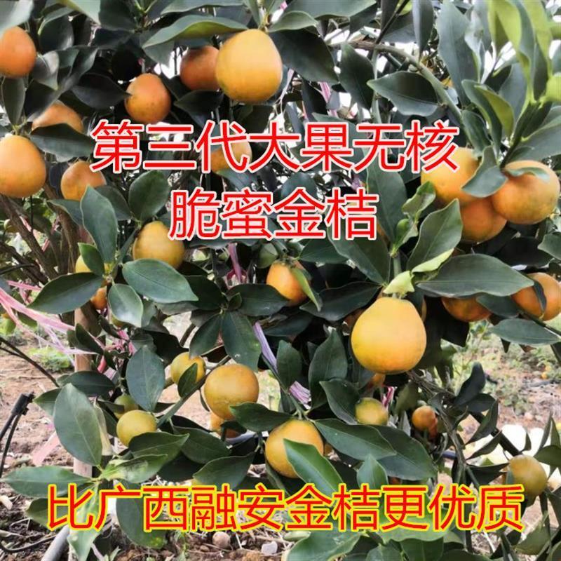 广西脆蜜金桔大果无核蜜脆甜橘子树苗脆密非融安滑皮金橘脆皮金柑