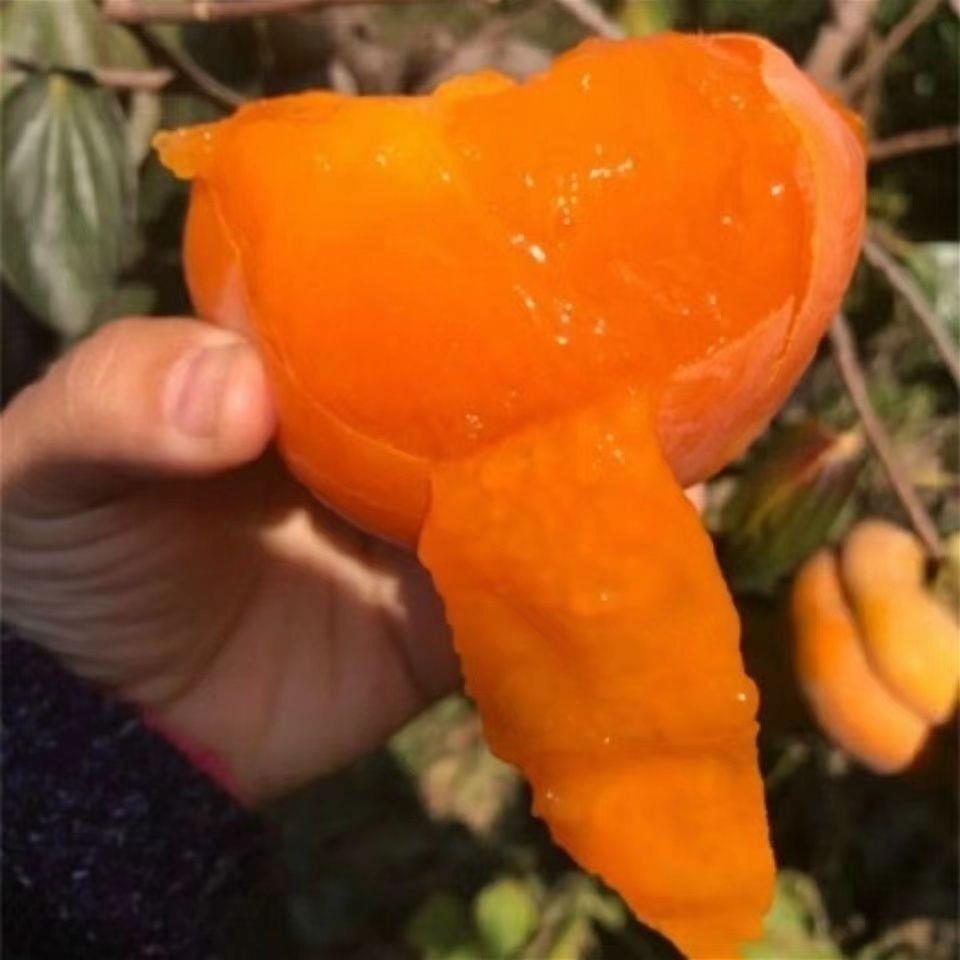 特大甜软磨盘柿子树苗嫁接柿子苗南方北方种植地栽果树苗多汁柿子