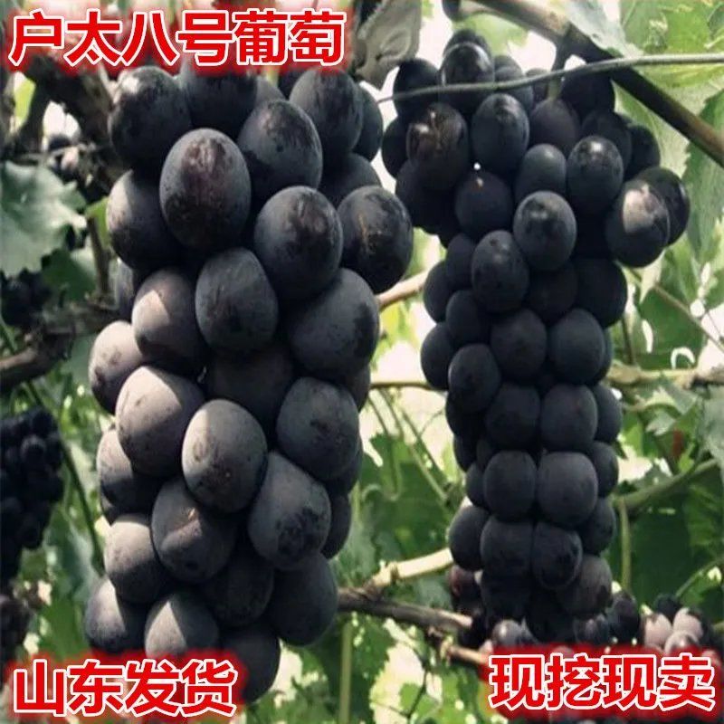 户太八号葡萄苗嫁接地栽