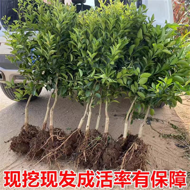 澳洲甜夏橙树苗嫁接子南方