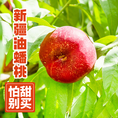 新疆麻点纽扣油蟠桃产地直发