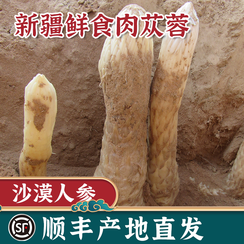新疆沙漠人参新鲜肉苁蓉大芸中药材正品草药整根泡茶酒锁阳淫羊藿