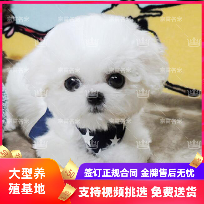 比熊犬幼犬活体纯种宠物狗卷毛白色小型犬不掉毛家养狗狗北京犬舍