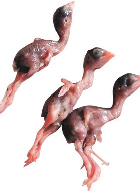 新鲜肉冷冻幼仔雏鸟宠物小鹌鹑