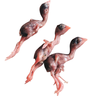 新鲜小鹌鹑肉冷冻乳嫩幼仔雏鸟现杀速冻肉类生骨肉非冻干宠物零食