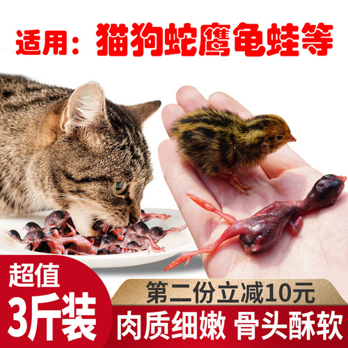 新鲜肉冷冻幼仔雏鸟宠物小鹌鹑