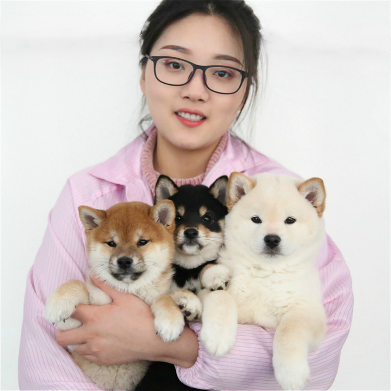 柴犬幼犬柴犬活体纯种日本小柴犬黑柴犬白柴犬【证书+芯片+保险】