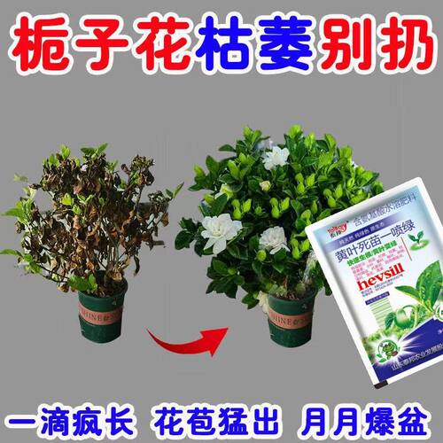 【月月开花】栀子花专用营养液催芽促开花防黄叶烂根不掉花苞专用