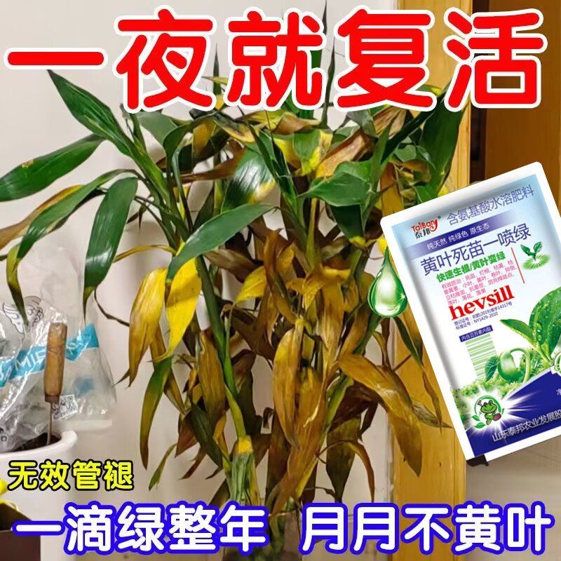 一滴绿整年】富贵竹营养液专治叶子发黄枯瘦烂根催绿叶促生根花肥