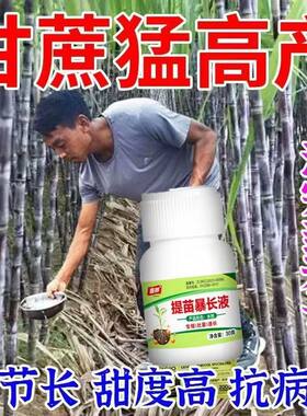 甘蔗拔节剂【一瓶一亩】甘蔗拉长拉直防裂增甜增产促分蘖生根壮苗