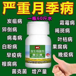 月季黄叶黑斑病白粉叶斑病病害清落叶掉花苞月季玫瑰花卉用杀菌剂
