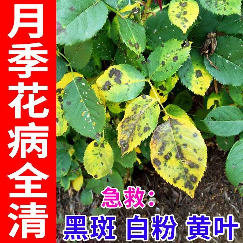 月季病害全治月季黄叶病黑斑病白粉病枯萎病月季花专用微生物菌剂
