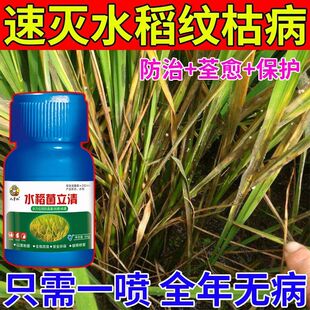水稻病全治水稻杀菌剂稻瘟病纹枯病叶枯病稻曲病褐条病农药杀菌剂