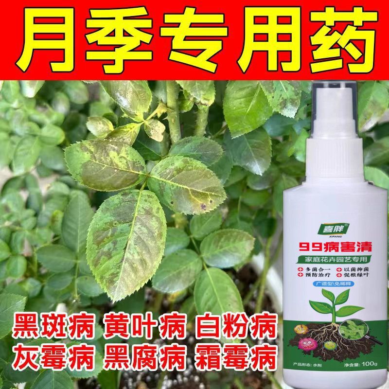 月季病害月季花专用药病全治月季白粉病杀菌剂黑斑病叶斑病花卉药