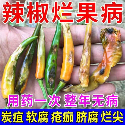 治辣椒病害辣椒专用药炭疽病溃疡病软腐病烂果花皮病防烂特效农药