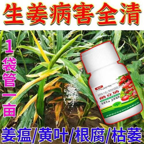 姜瘟病生姜病全治生姜杀菌剂姜温清姜瘟灵生姜专用农药干尖黄叶