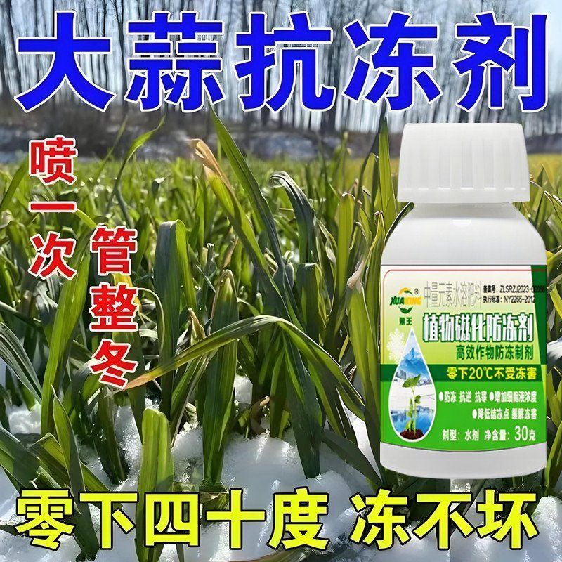 大蒜超强防冻剂大蒜专用防冻药护苗暖苗防磁化抗虫抗病防冻剂正品
