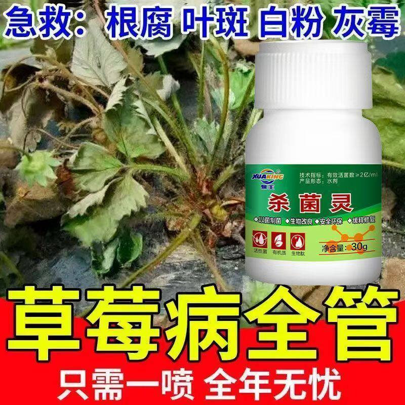 草莓专用药草莓杀菌剂草莓死苗烂根病烂果病叶枯病炭疽病专用