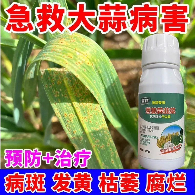 大蒜病害一遍净微生物菌剂叶枯黄叶紫斑干尖疫病白粉预防根腐专用