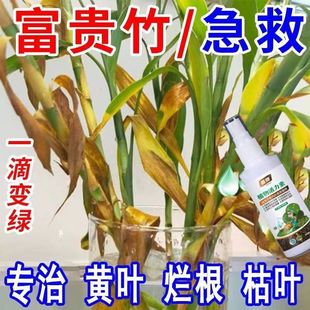 【猛生根】富贵竹专用营养液转运观音竹子水培土培家用植物养花肥