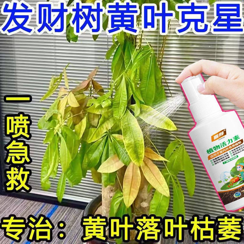 发财树黄叶掉叶怎么办病全治叶子发黄枯萎急救叶斑病黄叶专用肥料
