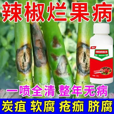 治辣椒病害辣椒专用药炭疽病溃疡病软腐病烂果花皮病防烂特效农药