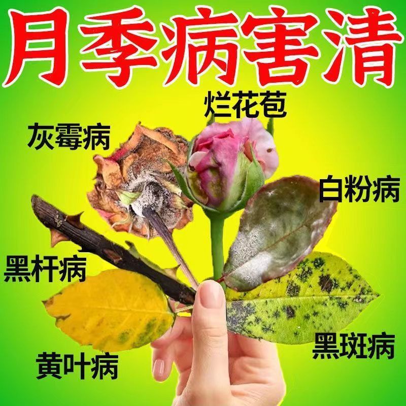月季黑杆病】专用药防黄叶黑斑白粉病杀菌剂月季枯枝病虫害常用药图片