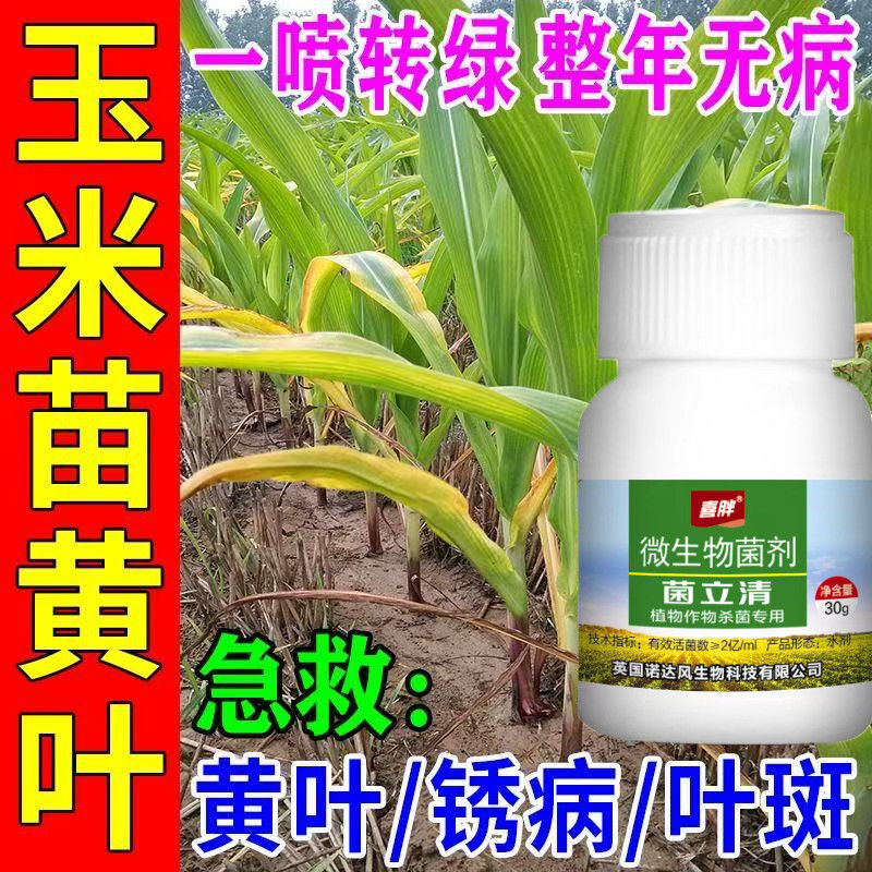 玉米病全治叶斑病黄叶枯萎烂根根腐烂杆锈病全清枯叶焦叶专用药