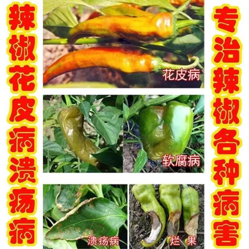 辣椒病全治辣椒专用药辣椒炭疽病疫病青枯病斑点病烂果特效农药