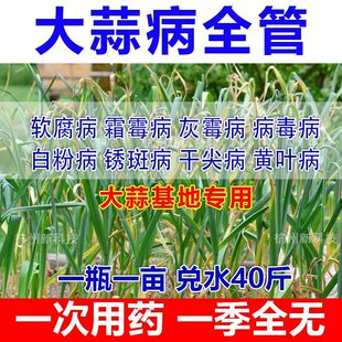 大蒜猛长大蒜专用肥防干尖根腐病软腐病疫病病毒病白粉大蒜病全治