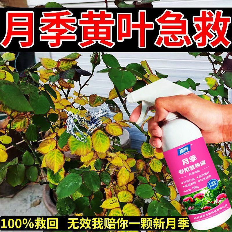月季病害月季花专用药病全治月季白粉病杀菌剂黑斑病叶斑病花卉药