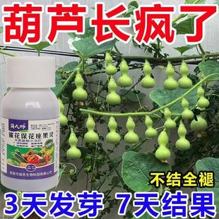 葫芦肥料专用肥营养液葫芦授粉保花坐果肥葫芦坐果灵通用型新型肥