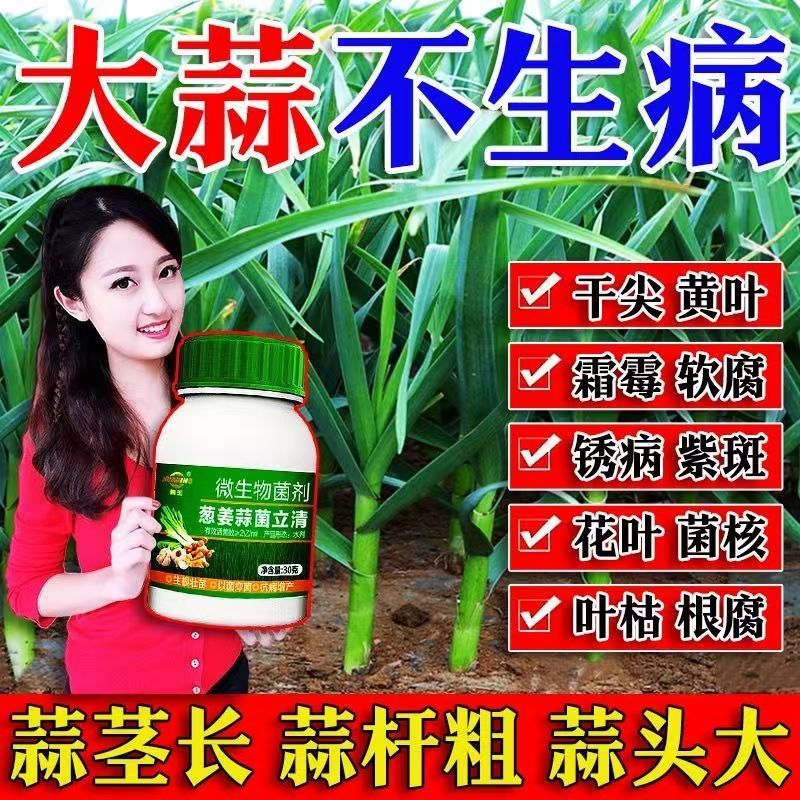大蒜杀菌剂大蒜干尖黄叶大蒜死苗烂根锈病叶枯病紫斑病大蒜病全治