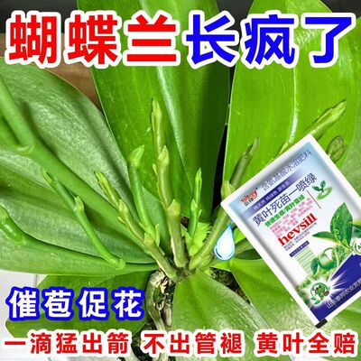 蝴蝶兰专用营养液促进分芽催花箭促花拯救黄叶液体肥通用开花肥料