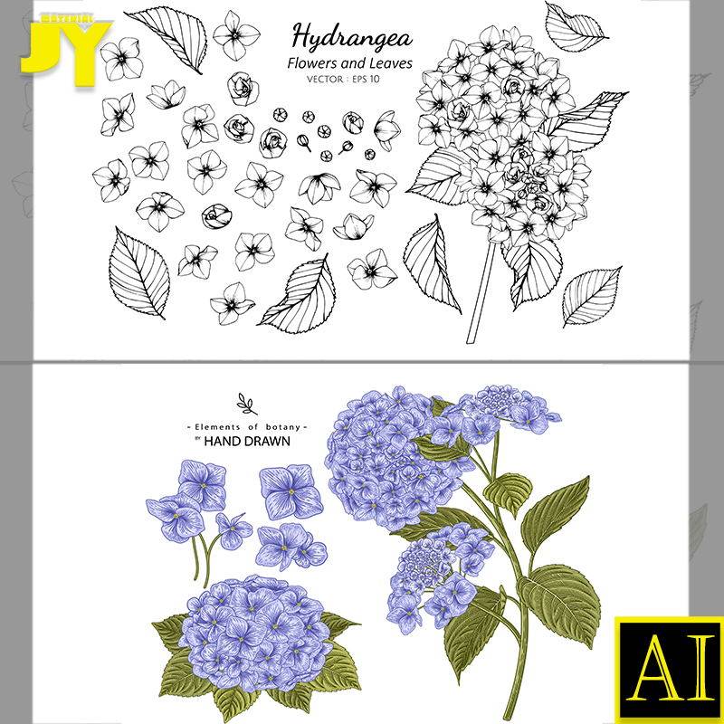 线稿绣球花手绘植物海报封面包装装饰插画临摹稿ai矢量设计素材