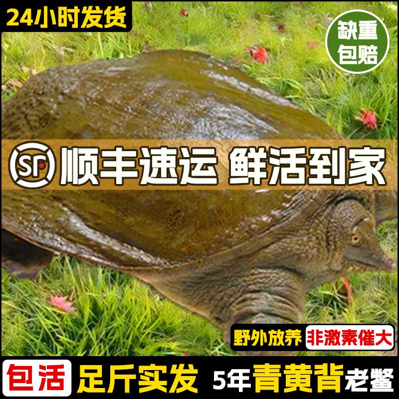 野养甲鱼鲜活外塘生态青黄背团鱼