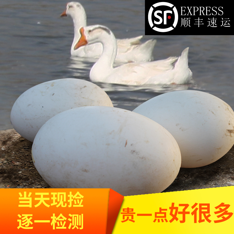 个大新鲜