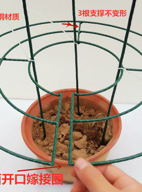 铁艺花架蟹爪兰植物护绣球月季