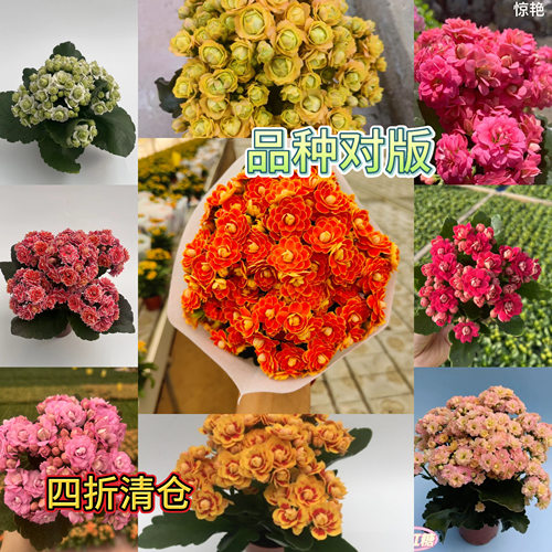 金狐狸重瓣长寿花室内外四季开