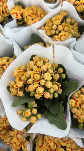 【两盆长寿花】盆栽带花苞重瓣大花四季开花好养室内绿植观花阳台