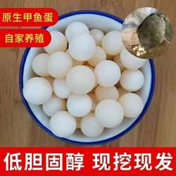 正宗新鲜甲鱼蛋现挖食用蛋王八蛋高蛋白食品宝宝辅食滋补低胆固醇