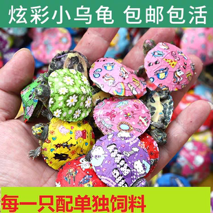 七彩小乌龟活物彩色宠物龟炫彩卡通图案观赏龟巴西龟厂家批发活体