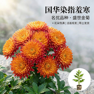 国华染指羞寒大菊花苗多年生花卉活苗现发阳台盆栽四季开花