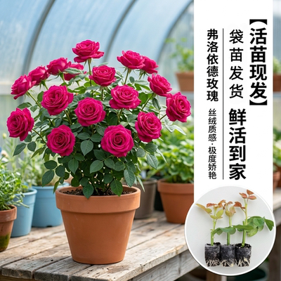 弗洛伊德月季花苗多季丰花盆栽