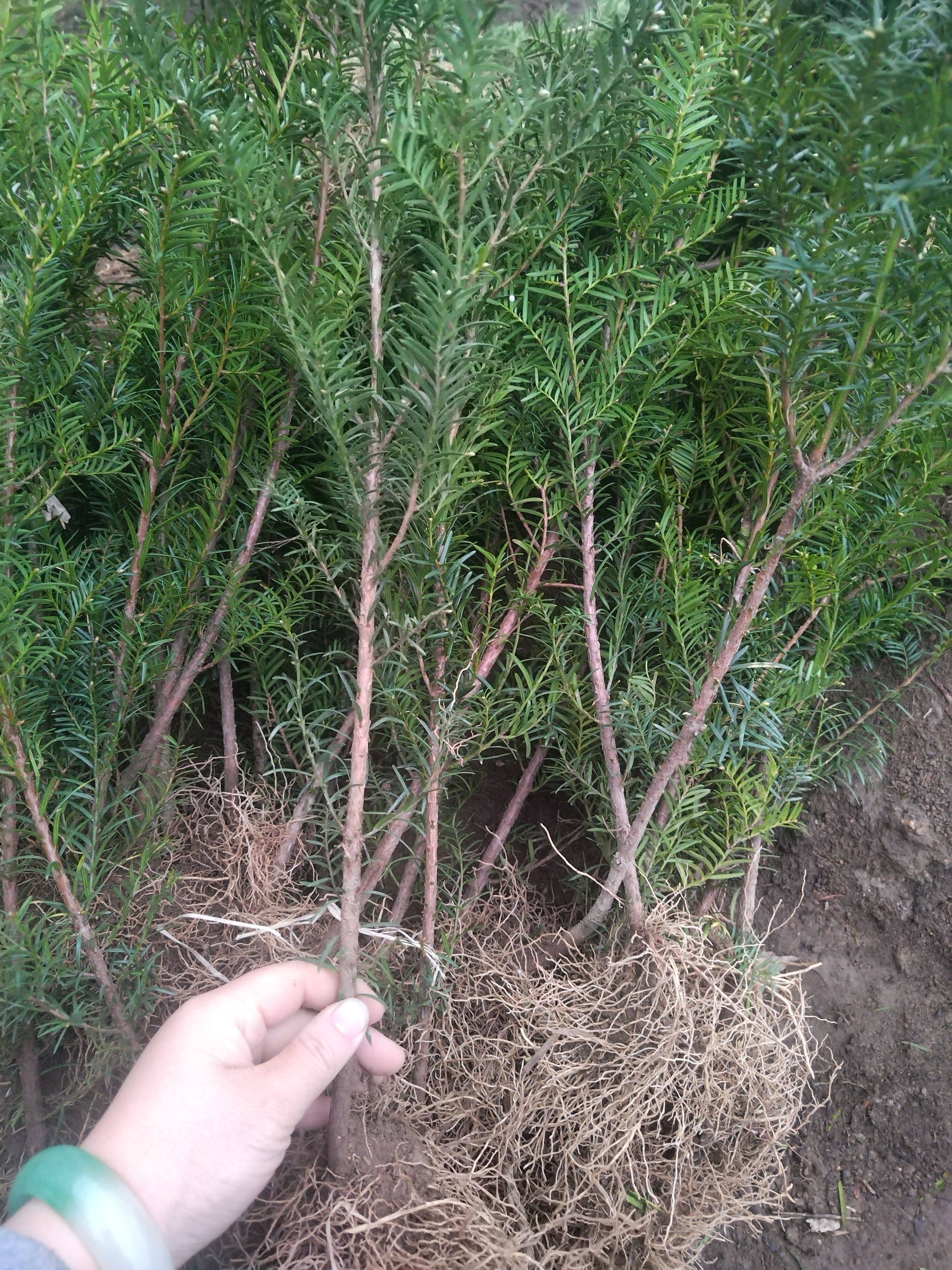 东北红豆杉籽苗 移栽苗40/50cm 大量出售