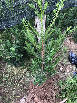 东北红豆杉籽播40/50cm  耐寒绿植室内净化空气庭院植物