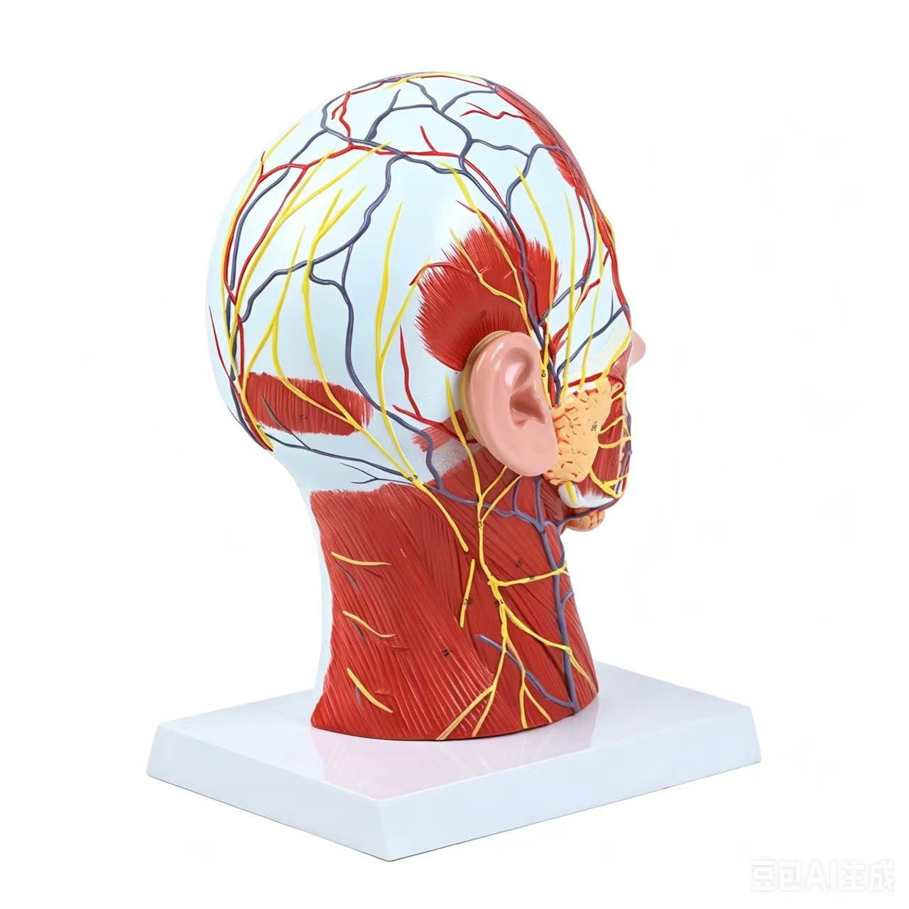 人体头部剖面解剖模型 面部肌肉教学标本/模型