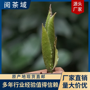 2025年新茶云南野生白茶绿芽苞茶古树芽孢茶清香鲜甜野韵古树白茶