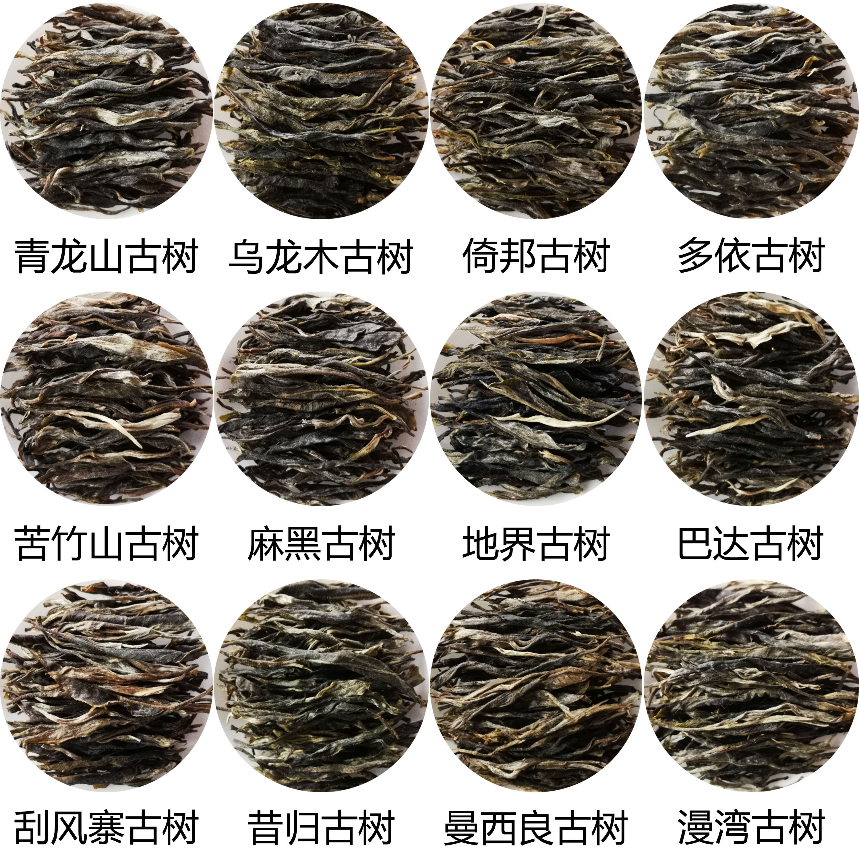 12种纯料古树生茶昔归多依倚邦麻黑碧安巴达曼西良乌木龙散茶叶