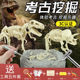 恐龙化石霸王龙骨架模型儿童手工diy制作男孩考古挖掘玩具盲盒